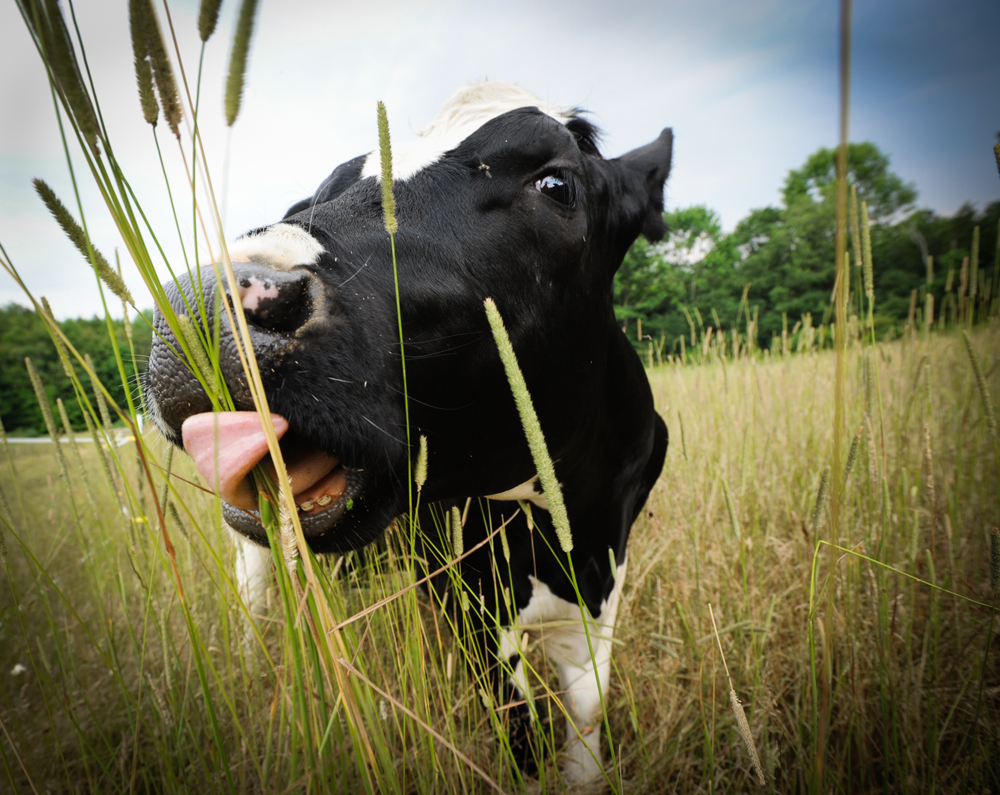 Sonny-at-Farm-Sanctuary-Photo-We-Animals