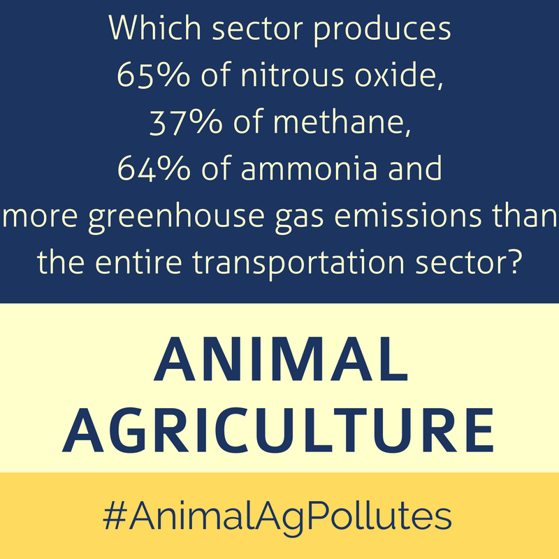 AnimalAgPollutes AIR