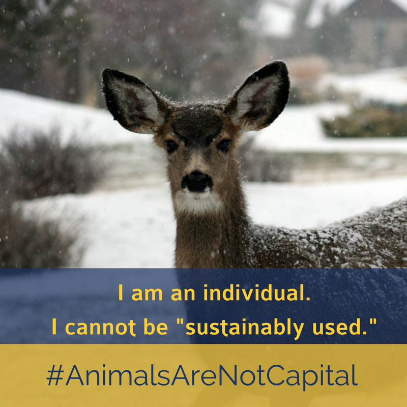 AnimalsAreNotCapital DEER