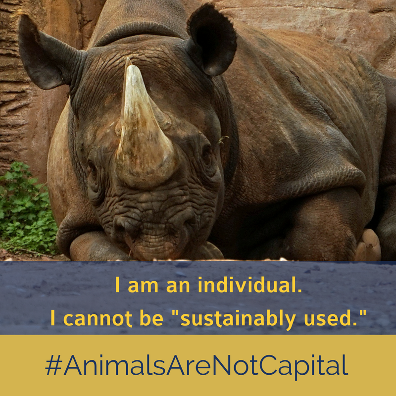 AnimalsAreNotCapital RHINO