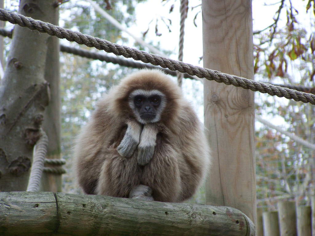 gibbon