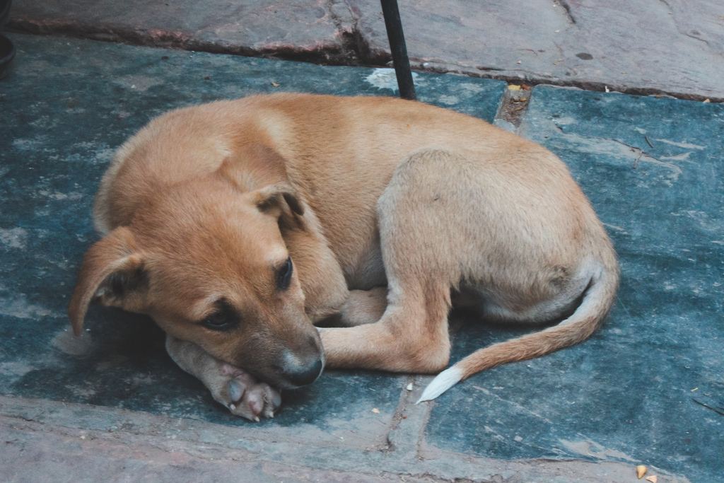 india stray