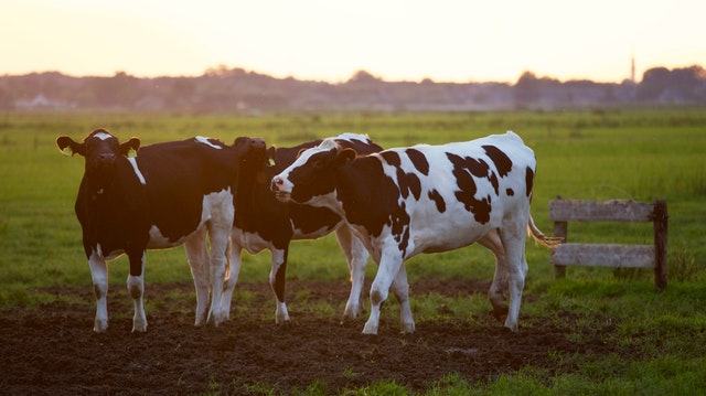 agriculture animal animal photography blur 422218