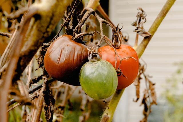 agriculture close up color 30703811