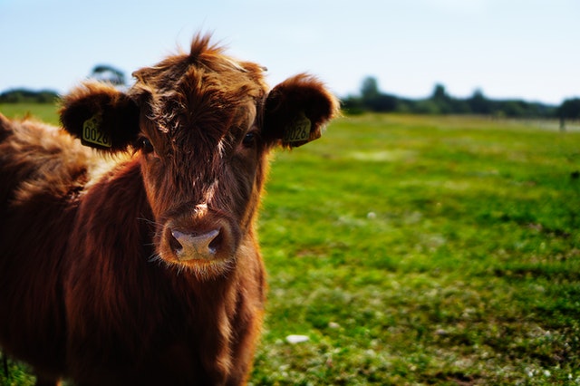 brown cattle on green lawn grass during daytime 162240