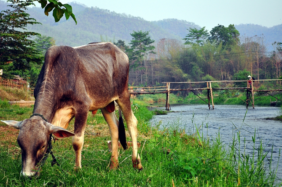 World Animal Net Gains Accreditation at the United Nations Environment Assembly