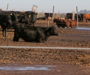 Compassion in World Farming Conference on Livestock and Extinction: Connecting the Dots on One of the World’s Greatest Threats to Wildlife and Biodiversity